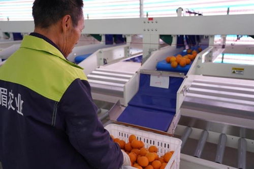 科技賦能，品牌鑄魂——一家科技公司的農產品品牌化探索與啟示